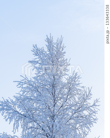 Tree branches in winter covered with snow and frost in snowfall on blue sky background. Frozen tree branches. Tree branches in winter covered with snow and frost in snowfall on blue sky background. Frozen tree branches. 133643338