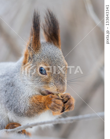 The squirrel with nut sits on tree in the winter or late autumn The squirrel with nut sits on tree in the winter or late autumn 133643341