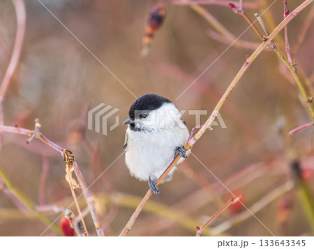 Cute bird the willow tit, song bird sitting on a branch without leaves in the winter. 133643345