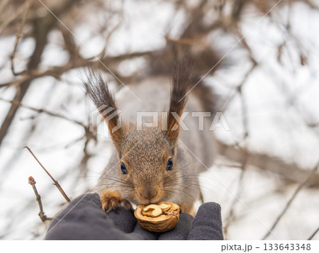 Squirrel eats nuts from a man's hand. Caring for animals in winter or autumn. Squirrel eats nuts from a man's hand. Caring for animals in winter or autumn. 133643348
