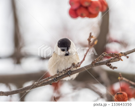 Cute bird the willow tit, song bird sitting on a branch without leaves in the winter. Cute bird the willow tit, song bird sitting on a branch without leaves in the winter. 133643350