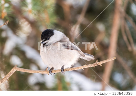 Cute bird the willow tit, song bird sitting on a branch without leaves in the winter. Cute bird the willow tit, song bird sitting on a branch without leaves in the winter. 133643359
