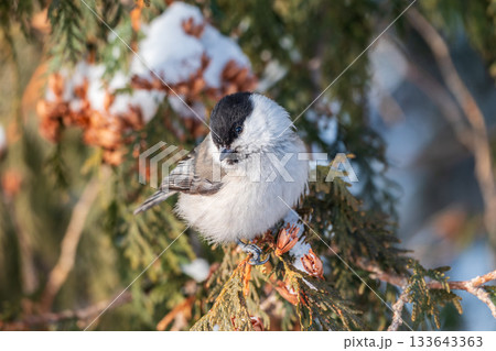 Cute bird the willow tit, song bird sitting on the fir branch with snow in winter Cute bird the willow tit, song bird sitting on the fir branch with snow in winter 133643363