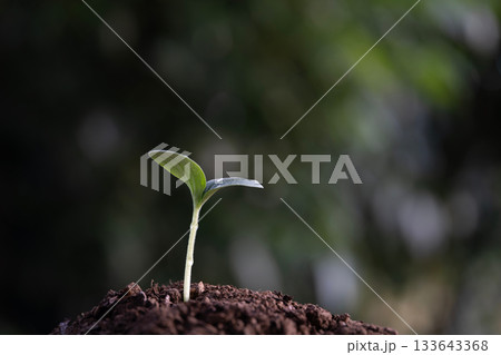 Home growth pumpkin sprout growing Home growth pumpkin sprout growing 133643368