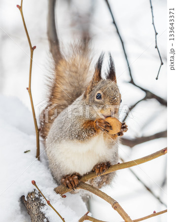 The squirrel with nut sits on tree in the winter or late autumn The squirrel with nut sits on tree in the winter or late autumn 133643371
