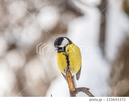 Cute bird Great tit, songbird sitting on a branch without leaves in the autumn or winter. Cute bird Great tit, songbird sitting on a branch without leaves in the autumn or winter. 133643372