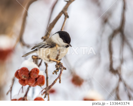 Cute bird the willow tit, song bird sitting on a branch without leaves in the winter. Cute bird the willow tit, song bird sitting on a branch without leaves in the winter. 133643374