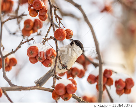 Cute bird the willow tit, song bird sitting on a branch without leaves in the winter. Cute bird the willow tit, song bird sitting on a branch without leaves in the winter. 133643378