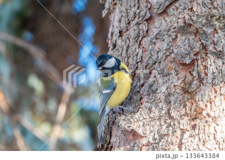 A tit is looking for food on a tree trunk. A tit is looking for food on a tree trunk. 133643384