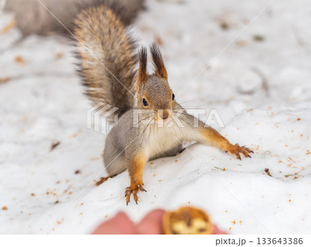 The squirrel in winter sits on white snow. 133643386