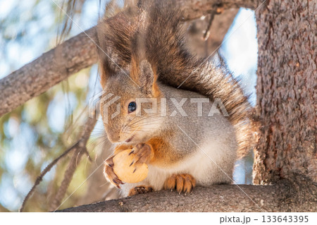 The squirrel with nut sits on tree in the winter or late autumn 133643395