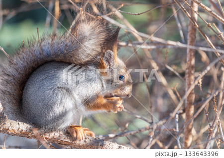 The squirrel with nut sits on tree in the winter or late autumn 133643396