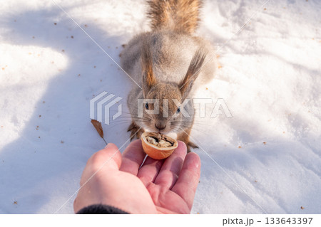 Squirrel eats nuts from a man's hand. Caring for animals in winter or autumn. Squirrel eats nuts from a man's hand. Caring for animals in winter or autumn. 133643397