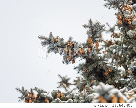 Green fir branches in winter covered with snow 133643406