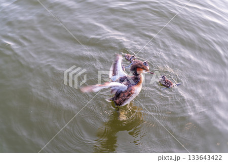 The waterfowl bird, great crested grebe with chick, swimming in the lake. 133643422