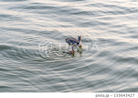 An adult great crested grebe feeds its chick with fish on a summer evening. 133643427