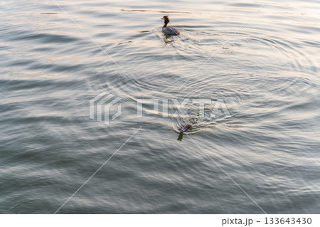 The waterfowl bird, great crested grebe with chick, swimming in the lake. 133643430