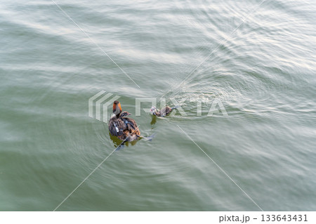 The waterfowl bird, great crested grebe with chick, swimming in the lake. The waterfowl bird, great crested grebe with chick, swimming in the lake. 133643431