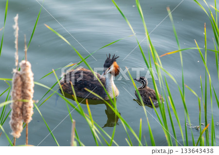 The waterfowl bird, great crested grebe with chick, swimming in the lake. The waterfowl bird, great crested grebe with chick, swimming in the lake. 133643438