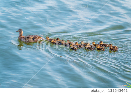 A family of ducks, a duck and its little ducklings are swimming in the water. The duck takes care of its newborn ducklings. Mallard, lat. Anas platyrhynchos 133643441