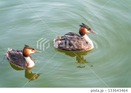 The water bird Great crested Grebe, Podiceps cristatus, swimming in the lake, and its cute babies riding on its back The water bird Great crested Grebe, Podiceps cristatus, swimming in the lake, and its cute babies riding on its back 133643464
