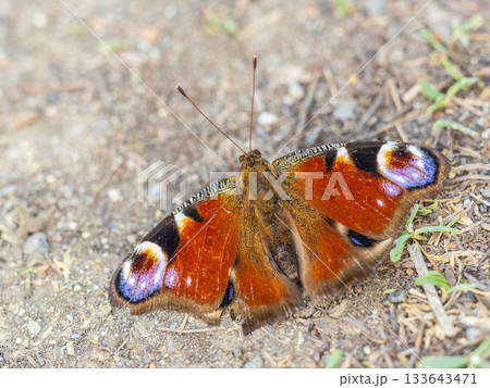 Peacock butterfly on the ground among the grass 133643471