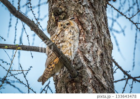 Long-eared owl (Asio otus), looking forward with wide opened eyes Long-eared owl (Asio otus), looking forward with wide opened eyes 133643478