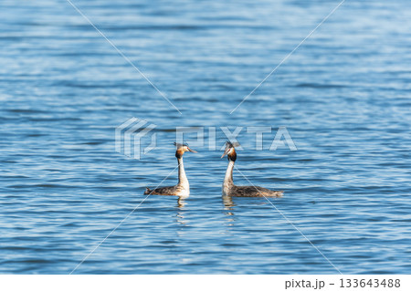 Mating games of two water birds Great Crested Grebes. Two waterfowl birds Great Crested Grebes swim in the lake with heart shaped silhouette 133643488
