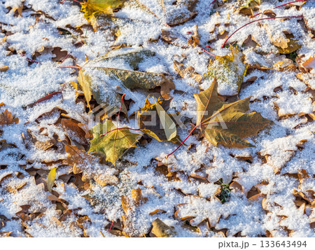First snow on the green grass and fallen leaves in autumn. Yellow and green fallen leaves on the grass with snow. 133643494