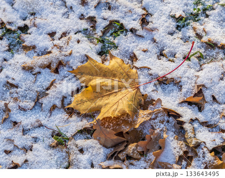 First snow on the green grass and fallen leaves in autumn. Yellow and green fallen leaves on the grass with snow. First snow on the green grass and fallen leaves in autumn. Yellow and green fallen leaves on the grass with snow. 133643495