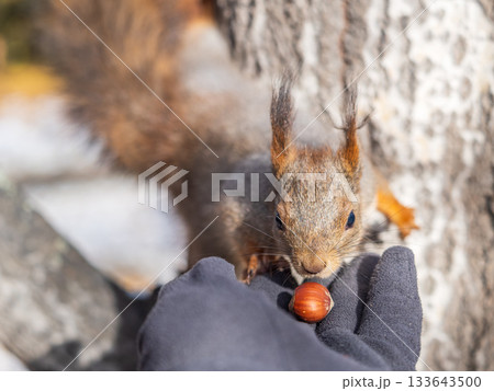 A squirrel in the autumn eats nuts from a human hand. Eurasian red squirrel, Sciurus vulgaris A squirrel in the autumn eats nuts from a human hand. Eurasian red squirrel, Sciurus vulgaris 133643500