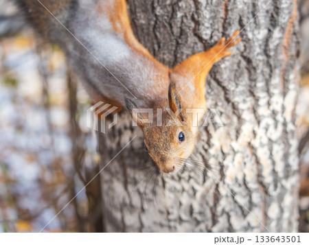 Squirrel sitting upside down on a tree trunk. The squirrel hangs upside down on a tree against colorful blurred background. Close-up. 133643501