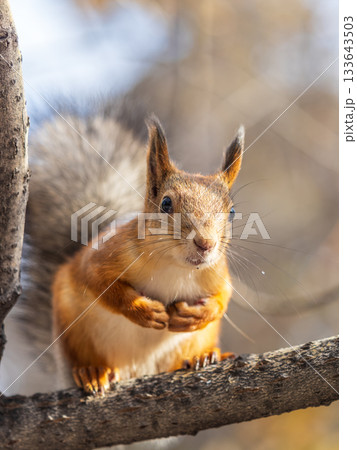 Squirrel sits on a branch in Autumn park Squirrel sits on a branch in Autumn park 133643503