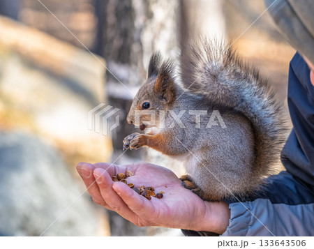 A squirrel in the spring or autumn eats nuts from a human hand. Eurasian red squirrel, Sciurus vulgaris 133643506