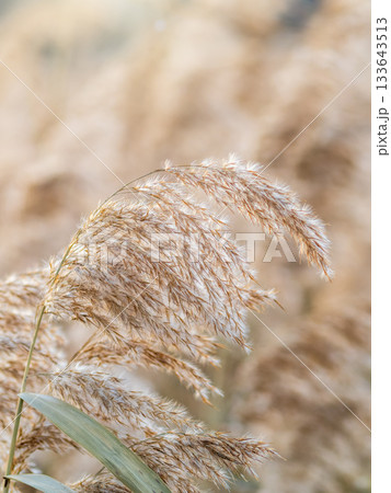 Yellow autumn fluffy feather grass with seeds on curved stems in light wind. Hello autumn concept. Natural background with copy space Yellow autumn fluffy feather grass with seeds on curved stems in light wind. Hello autumn concept. Natural background with copy space 133643513