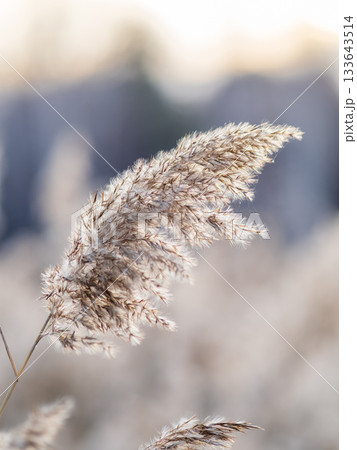 Yellow autumn fluffy feather grass with seeds on curved stems in light wind. Hello autumn concept. Natural background with copy space 133643514