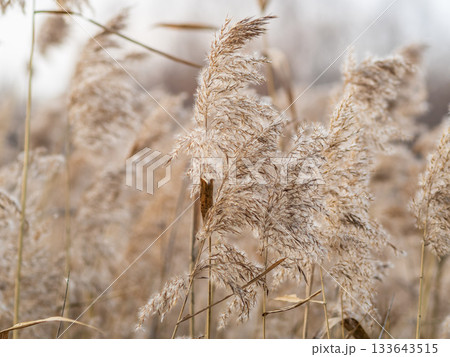 Yellow autumn fluffy feather grass with seeds on curved stems in light wind. Hello autumn concept. Natural background with copy space 133643515