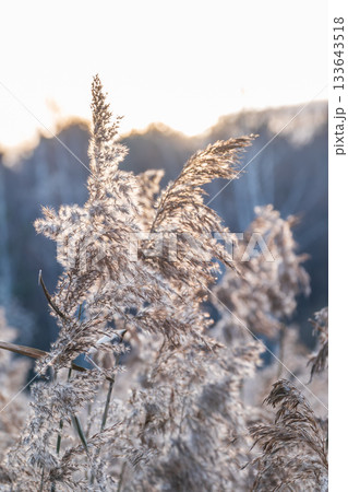 Yellow autumn fluffy feather grass with seeds on curved stems in light wind. Hello autumn concept. Natural background with copy space Yellow autumn fluffy feather grass with seeds on curved stems in light wind. Hello autumn concept. Natural background with copy space 133643518