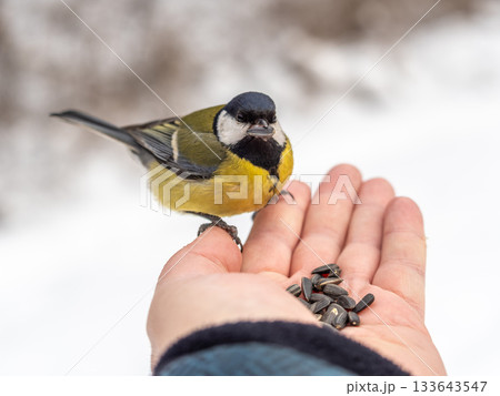 A tit sits on a man's hand and eats seeds. A tit sits on a man's hand and eats seeds. 133643547