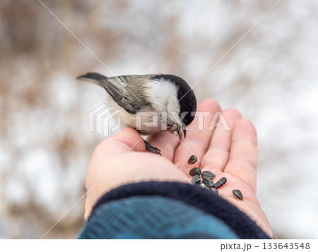 A willow tit sits on hand and eats seeds. Hungry bird willow tit eating seeds from a hand in winter or autumn A willow tit sits on hand and eats seeds. Hungry bird willow tit eating seeds from a hand in winter or autumn 133643548
