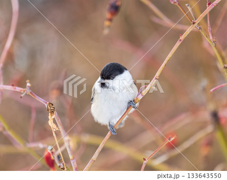 Cute bird the willow tit, song bird sitting on a branch without leaves in the winter. Cute bird the willow tit, song bird sitting on a branch without leaves in the winter. 133643550