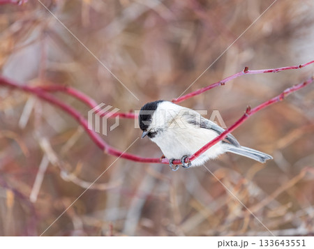 Cute bird the willow tit, song bird sitting on a branch without leaves in the winter. Cute bird the willow tit, song bird sitting on a branch without leaves in the winter. 133643551