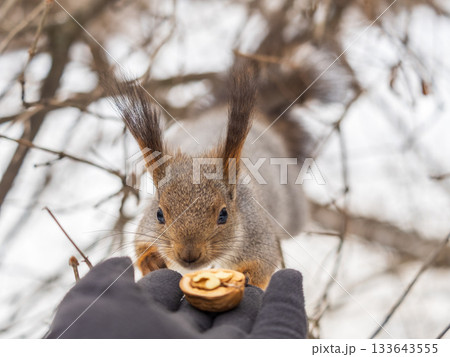 Squirrel eats nuts from a man's hand. Caring for animals in winter or autumn. Squirrel eats nuts from a man's hand. Caring for animals in winter or autumn. 133643555