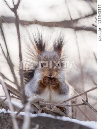 The squirrel with nut sits on tree in the winter or late autumn 133643556