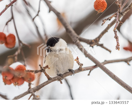 Cute bird the willow tit, song bird sitting on a branch without leaves in the winter. Cute bird the willow tit, song bird sitting on a branch without leaves in the winter. 133643557
