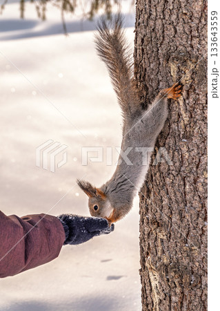 Girl feeds a squirrel with nuts at winter. Caring for animals in winter or autumn. 133643559