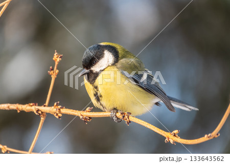 Cute bird Great tit, songbird sitting on a branch without leaves in the autumn or winter. Cute bird Great tit, songbird sitting on a branch without leaves in the autumn or winter. 133643562