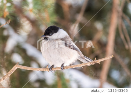 Cute bird the willow tit, song bird sitting on a branch without leaves in the winter. Cute bird the willow tit, song bird sitting on a branch without leaves in the winter. 133643566
