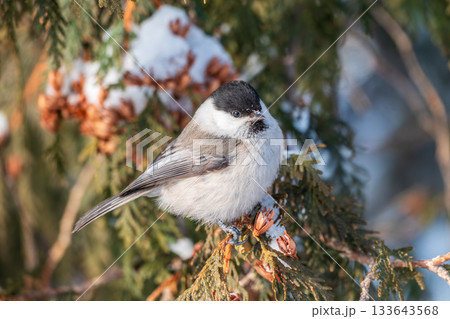 Cute bird the willow tit, song bird sitting on the fir branch with snow in winter Cute bird the willow tit, song bird sitting on the fir branch with snow in winter 133643568