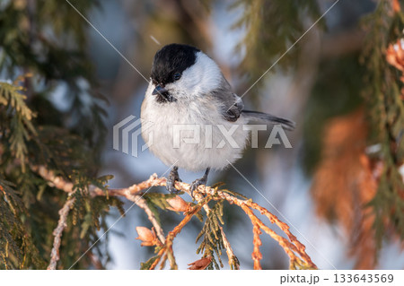 Cute bird the willow tit, song bird sitting on the fir branch with snow in winter Cute bird the willow tit, song bird sitting on the fir branch with snow in winter 133643569